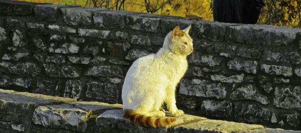 Side view of a cat