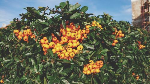 Bunch of rowanberries growing on tree