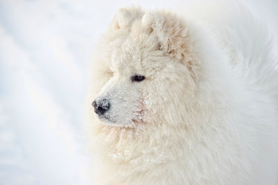 Close-up of an animal on snow