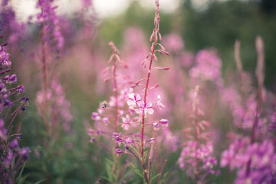 Close-up of pink flowering plants on field