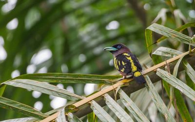 Close-up of bird perching on tree