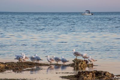 Seagulls on sea shore against sky