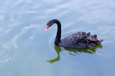 Black swan on lake with water reflection