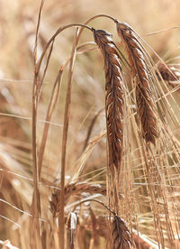 Close-up of stalks in wheat field