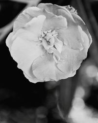 Close-up of flower blooming outdoors