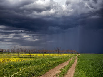 Scenic view of agricultural field against sky