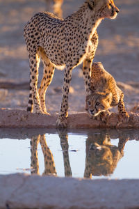 Giraffe in a lake