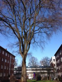 Bare trees with buildings in background