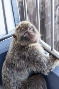 Portrait of monkey in cage