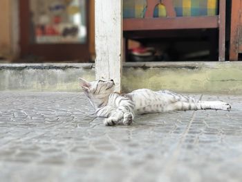 Cat sleeping on floor