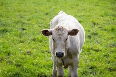 Portrait of cow on field