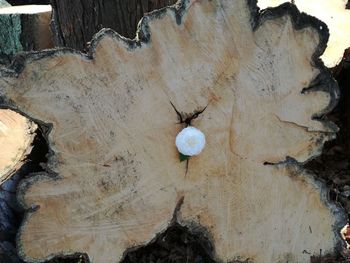 Close-up of tree