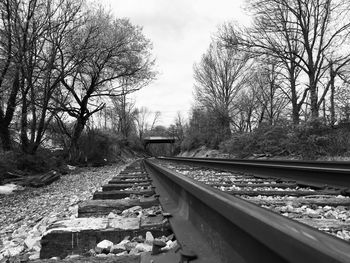 Railroad track along trees