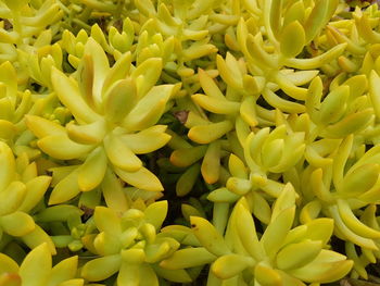 Full frame shot of yellow flowering plant