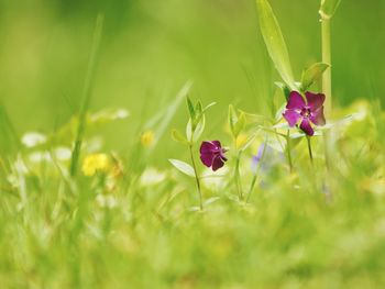 Close-up of purple flowering plant on field