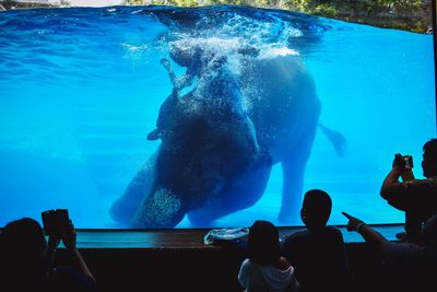 People swimming in aquarium