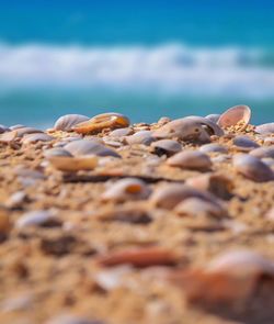 Surface level view of seashells on shore at beach