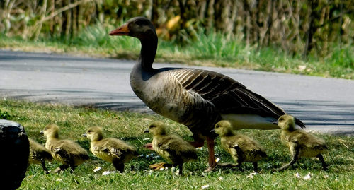 Ducks on a field