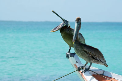 Bird perching on a sea