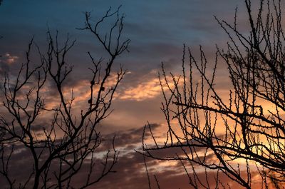 Silhouette bare tree against sky at sunset