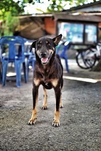 Portrait of dog