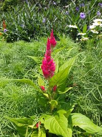 Close-up of pink flowering plant on field