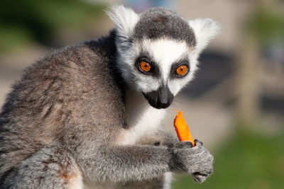 Close-up of monkey eating food