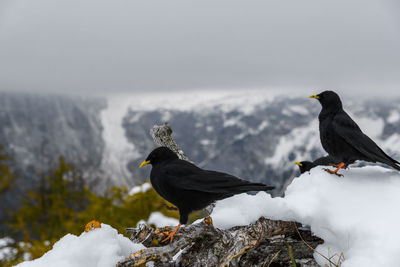 Black birds, alpine choughs standing on snow on in mountains in winter