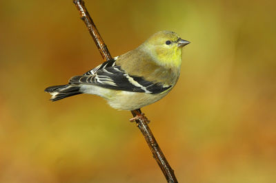 Close-up of bird perching on twig