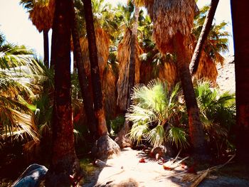 Palm trees by plants in forest against sky