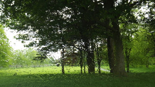 Trees on grassy field