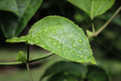 Close-up of raindrops on leaves