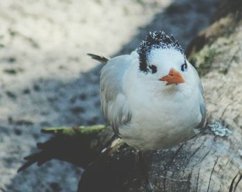 Close-up of bird perching on branch