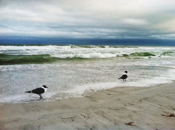 View of birds in sea