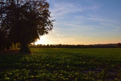 Scenic view of field against sky during sunset