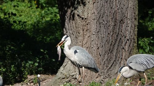 Bird perching on tree trunk