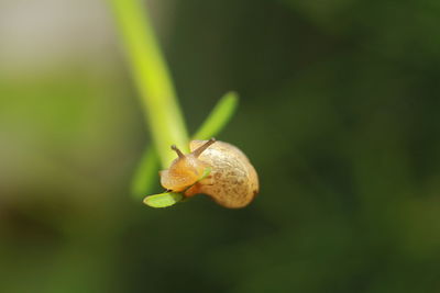 Close-up of snail on plant