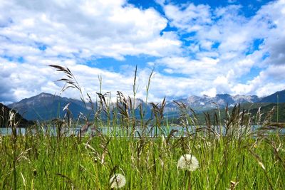 Scenic view of grass and mountains against sky