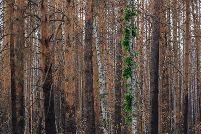 Low angle view of trees in forest