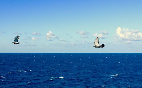 Seagull flying over sea against sky