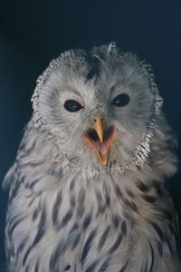 Close-up portrait of owl