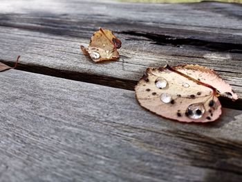 High angle view of butterfly on wood