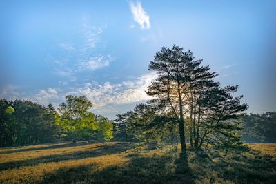 Pine trees on field against sky