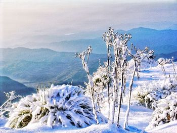 Snow covered landscape