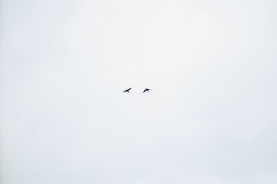 Low angle view of birds flying against clear sky