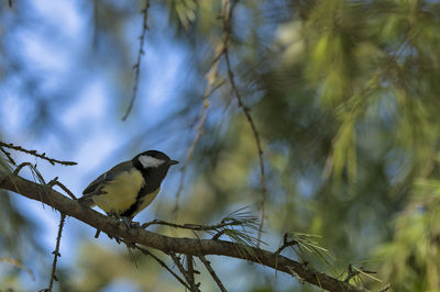 Low angle view of bird perching on branch