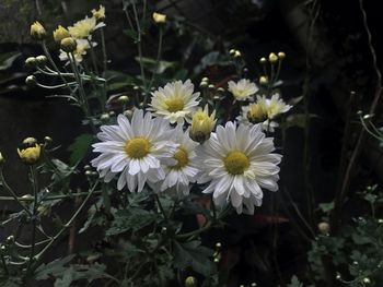 Close-up of white daisy flowers