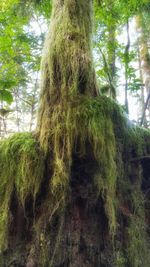 Low angle view of tree trunk