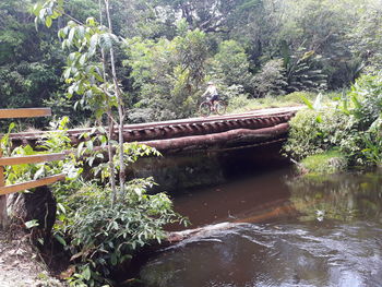 Plants growing on footbridge in forest