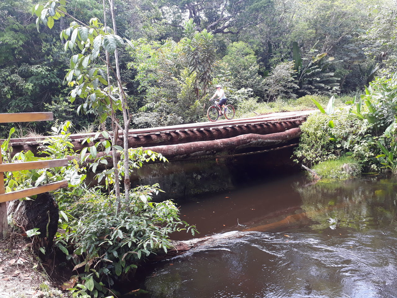 VIEW OF FOOTBRIDGE IN FOREST